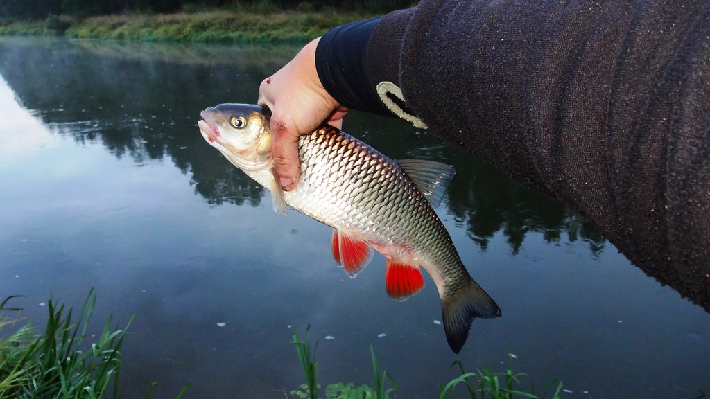Ловля голавля на фидер летом. Голавль в руке